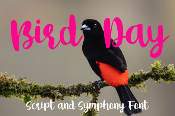 Bird Day Font: A Handwritten Typeface for Editorial Elegance